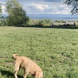 Double Doodle Puppies from Riverside Doodles in Seattle