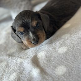 Dachshund Puppies from Silver Dach Farms