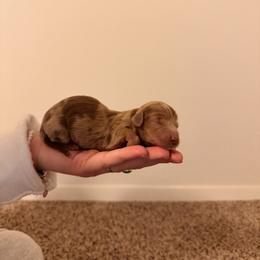 Dachshund Puppies from Fogle Kennels Training Center