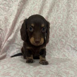 Girl 2 - Chocolate female Dachshund puppy in Galax, Virginia from Dells  Dachshund’s