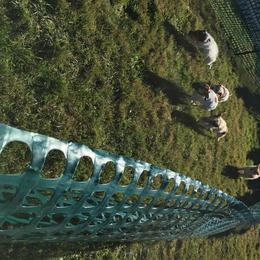 Russell Terrier Puppies from Woodside