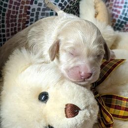 Bernedoodle and Goldendoodle Puppies from DoodleBlessings