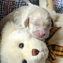 Bernedoodle and Goldendoodle Puppies from DoodleBlessings