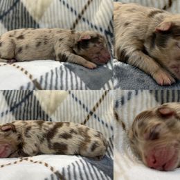 Beth - Red merle female Australian Shepherd puppy in Nicholasville, Kentucky from Sugar Creek Aussies