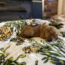 Labrador Retriever Puppies from Spring Water Labs of the Carolinas