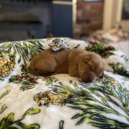 Labrador Retriever Puppies from Spring Water Labs of the Carolinas