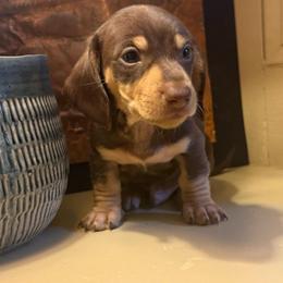Duncan - Chocolate and tan male Dachshund puppy in Coopersburg, Pennsylvania from Barks and Burrows