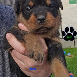 Blue - Black and mahogany male Rottweiler puppy in Tangent, Oregon from Raya's Royals