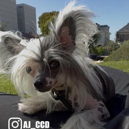 Jack - Chinese Crested
