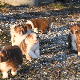 Australian Shepherd Puppies from BellSharps Australian Shepherds
