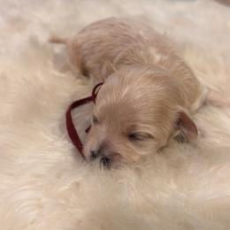 Bambi - Apricot male Maltipoo puppy in Jackson, California from Oodles & Doodles