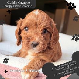 Yellow Collar - Red female Cavapoo puppy in Fort Lupton, Colorado from Puppy Paws Colorado