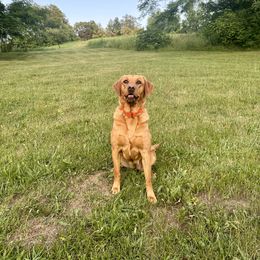 Girl 2 - Yellow female Labrador Retriever puppy in Sparta, Wisconsin from Valley Creek Dog Boarding and Training