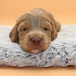 Everest - Gold male Australian Cobberdog puppy in Bellingham, Minnesota from Whispering Prairie Australian Cobberdog