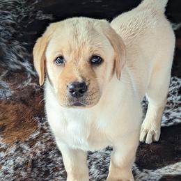 Labrador Retriever Puppies from BAK Forty Ranch
