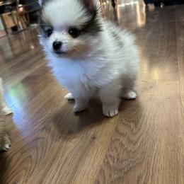 Dawn - Cream sable parti male Pomeranian puppy in Clinton, Tennessee from Liza’s Aussies & Poms