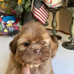 Girl 3 - Gold female Shih Tzu puppy in Troy, Michigan from "Shihtzu Best Friend"