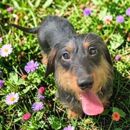 Daisy - Dachshund