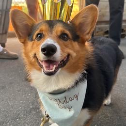 Pembroke Welsh Corgi All Grown Up from Han Dynasty Corgis