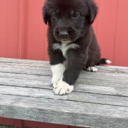 Boy 4 Wrangler blue collar - Black male Anatolian Pyrenees puppy in Clifton, Illinois from Mcginnis Guardian Dogs
