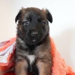 Jon Snow - Fawn male Belgian Malinois puppy in Baltimore, Maryland from Abenteurer German Shepherds & Belgian Malinois
