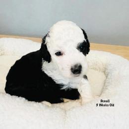 Denali- Male Reservation 2 - Black and white male Sheepadoodle puppy in Spokane, Washington from Downriver Doodles