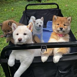 Shiba Inu puppies from H & J Shiba Inu’s