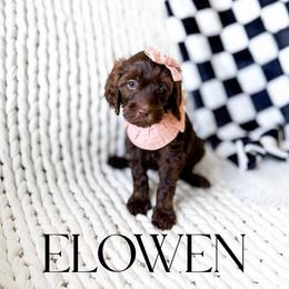 Elowen - Chocolate female Goldendoodle puppy in Springville, Utah from Happy Doodle