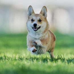 Pembroke Welsh Corgi Puppies from Outlands Corgis