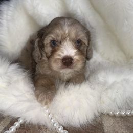 August - Merle male Cavapoo puppy in Fayetteville, Arkansas from Silver Hill Farm