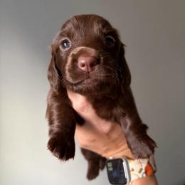 Missy - Chocolate female Dachshund puppy in Piedmont, Oklahoma from Jess’s Dachshunds