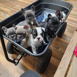French Bulldog Puppies from Honey Hole Frenchies