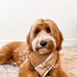 Maverick - Goldendoodle