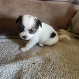 Boy 1 Basil - White and black male Papillon puppy in Bon Aqua, Tennessee from Rene's Papillon