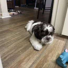 Shih Tzu Puppies from TACG