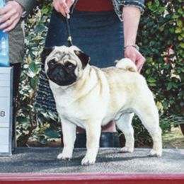 Justin - Pug