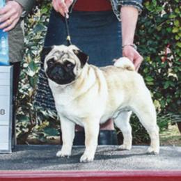 Justin - Pug