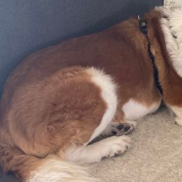 Saint Berdoodles and Saint Bernards from Big Paw Kennels