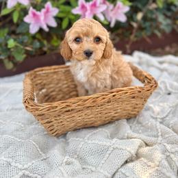 Miss Pink - Cream female Cavapoo puppy in Goldsboro, North Carolina from The Grantham House