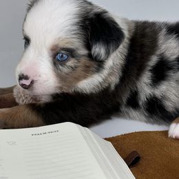 Miniature Australian Shepherd and Toy Australian Shepherd Puppies from Ollie's Aussies