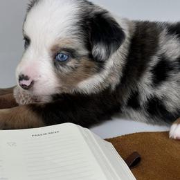 Miniature Australian Shepherd and Toy Australian Shepherd Puppies from Ollie's Aussies