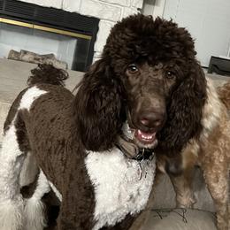 Zoey - Poodle