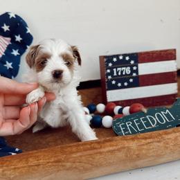 Snow - Red female Cavapoo puppy in Mesa, Arizona from Pedersendoodles