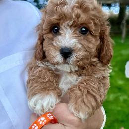 Orange Blossom - male Cavapoochon puppy in Clementon, New Jersey from PitterPatterPuppiesNJ