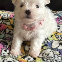 Pebbles - White female Maltese puppy in Pasco, Washington from Hops-a-Lot Maltese Ranch