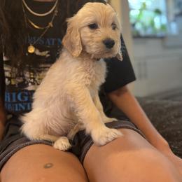 Ocho - Cream male Goldendoodle puppy in Austin, Texas from Alex's Goldendoodles