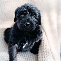 Double Doodle and Labradoodle Puppies from Delightfully Double Doodles