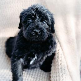Double Doodle and Labradoodle Puppies from Delightfully Double Doodles