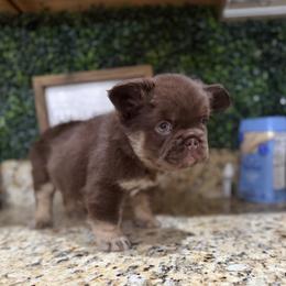 Amora - Tricolors female French Bulldog puppy in Glendale, Arizona from Frenchiepuphub