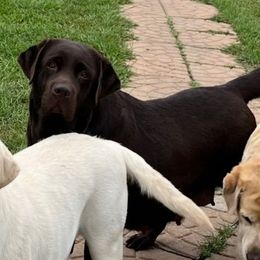 Joy - Labrador Retriever